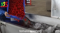 Fresh Tomato Medium Fruit Production Line