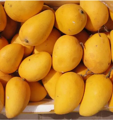 Automatic Mango Puree Production Line High Capacity Mango Juice Processing Plant
