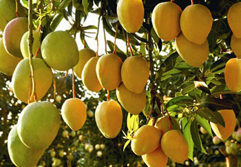 Continuous Mango Fruit Jam Paste Production Line Automatic